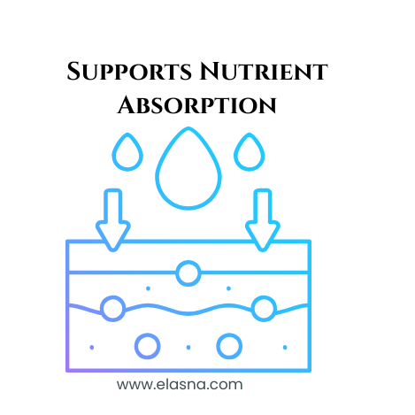 4. Supports Nutrient Absorption